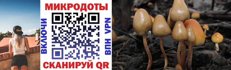 купить  цена  Новоузенск  omg как зайти  Галлюциногенные грибы мицелий 